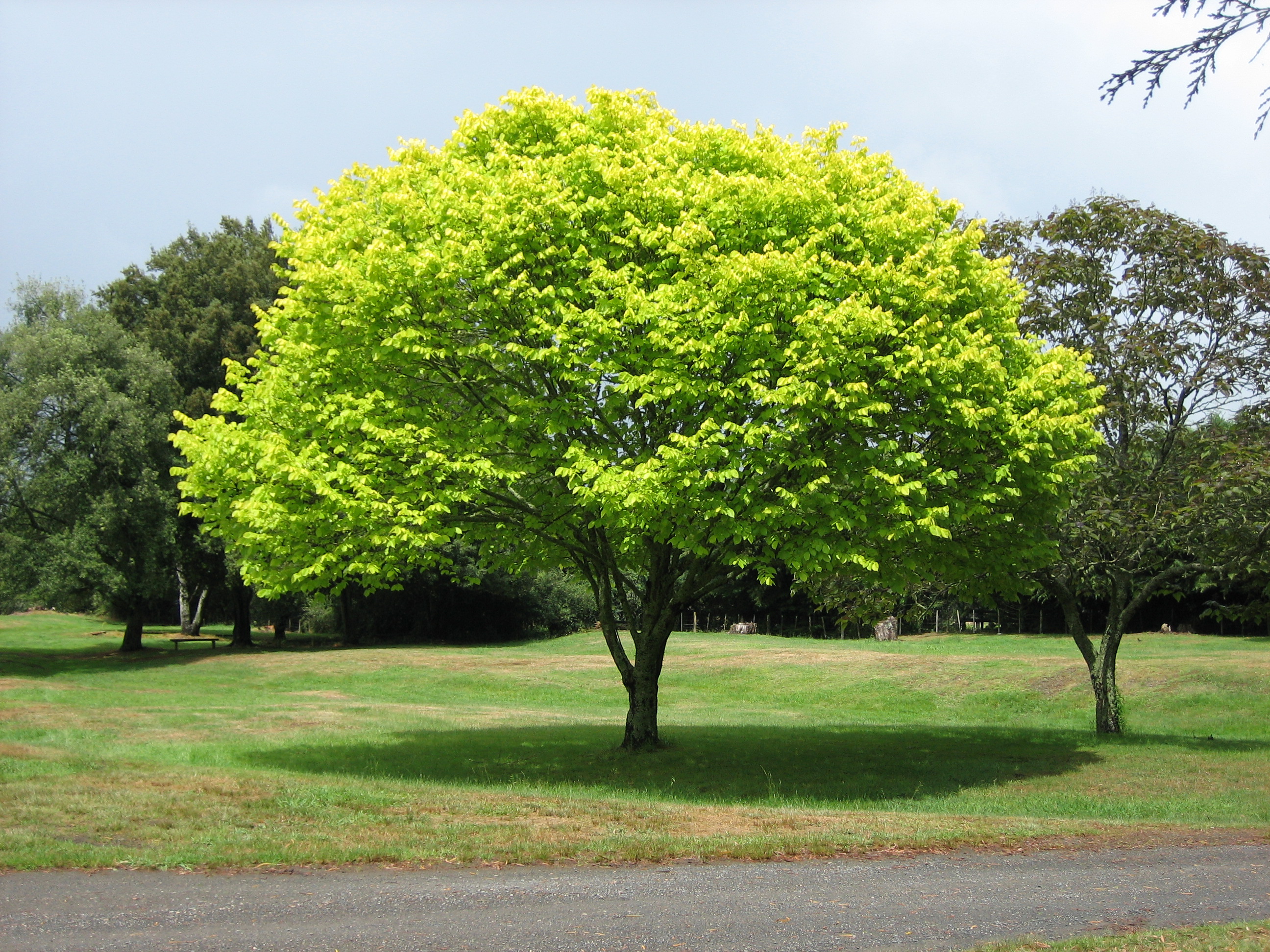 Bright_green_tree_-_Waikato