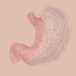 sleeve_gastrectomy_diagram_according_ifso_and_french_has-svg